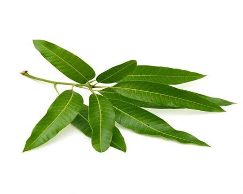 Mango leaves (10 approx)