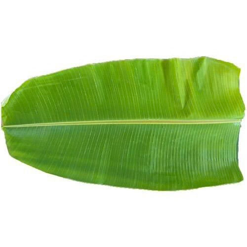 Banana leaves (Plantain leaf)