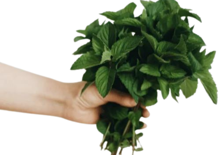 Shop Fresh Mint at Grocerywala