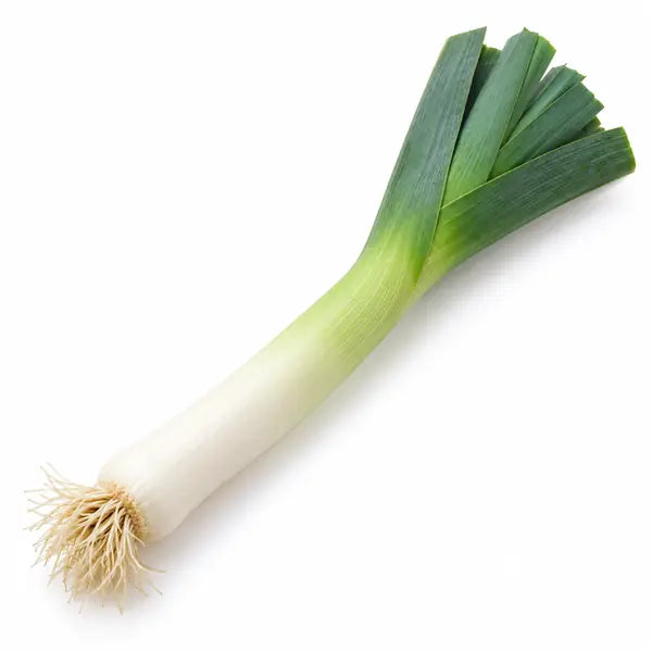 One fresh whole leek on a white background