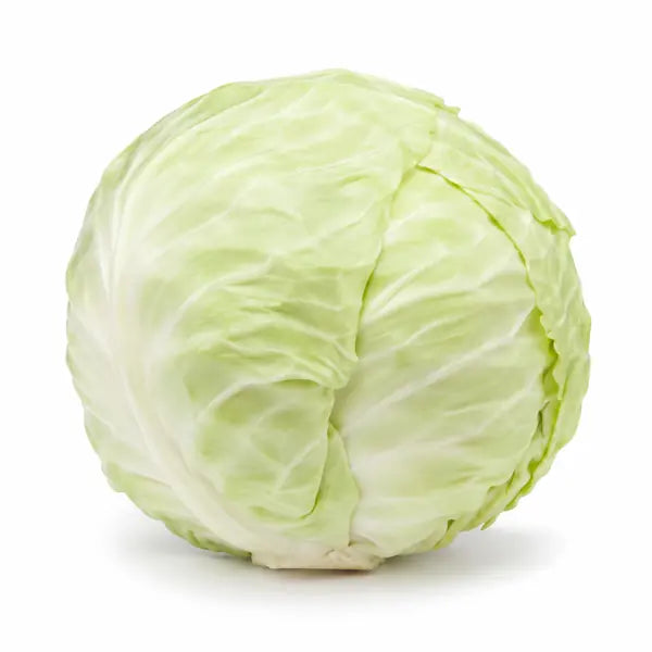 Fresh whole white cabbage on a white background