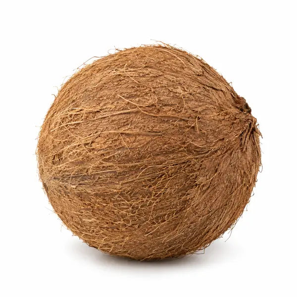 Fresh whole brown coconut on a white background