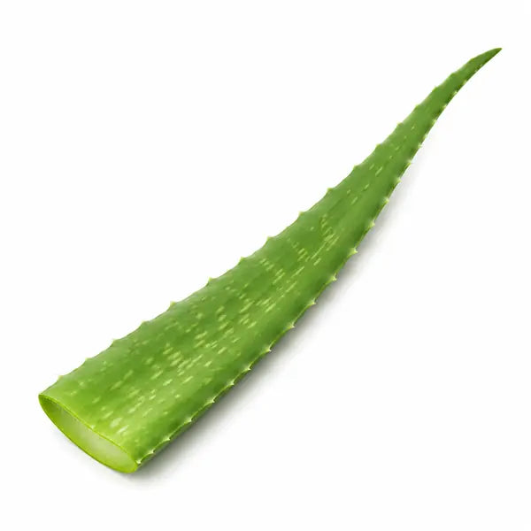 Fresh aloe vera stem on a clean white background
