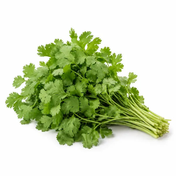 Fresh coriander bunch on a white background
