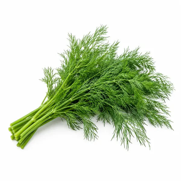 Fresh dill bunch on a white background