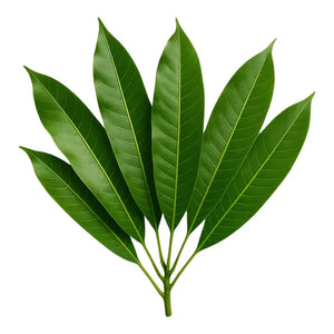 Fresh mango leaves pack of approximately ten for puja rituals