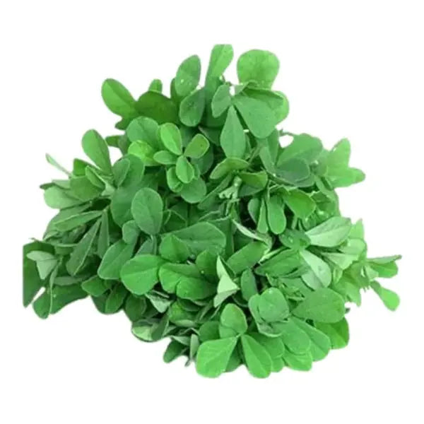 Fresh green methi fenugreek leaves bunch isolated on white background