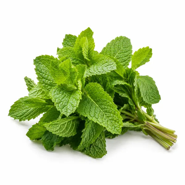 Fresh mint bunch on a white background
