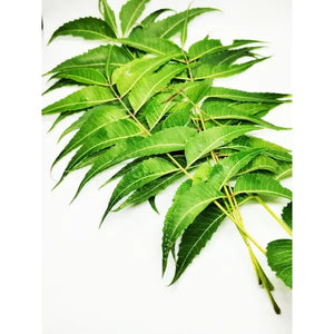 Fresh green neem leaves 100g bunch for cooking and rituals