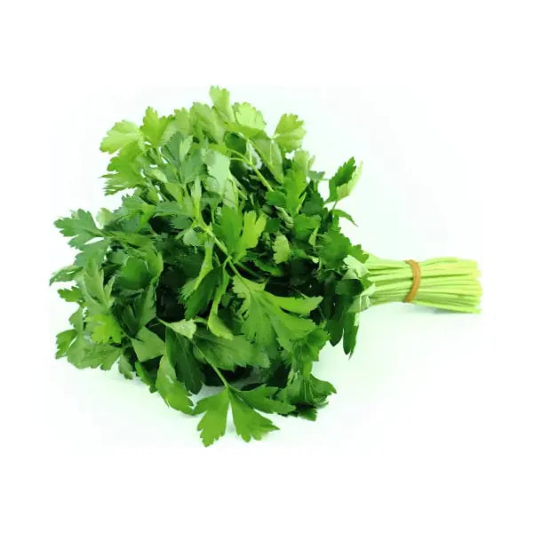 Fresh parsley bunch with green leaves and stems