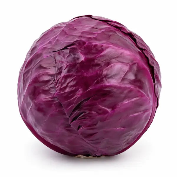Fresh red cabbage single on a clean white background