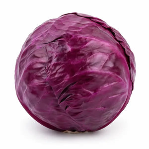 Fresh red cabbage single on a clean white background