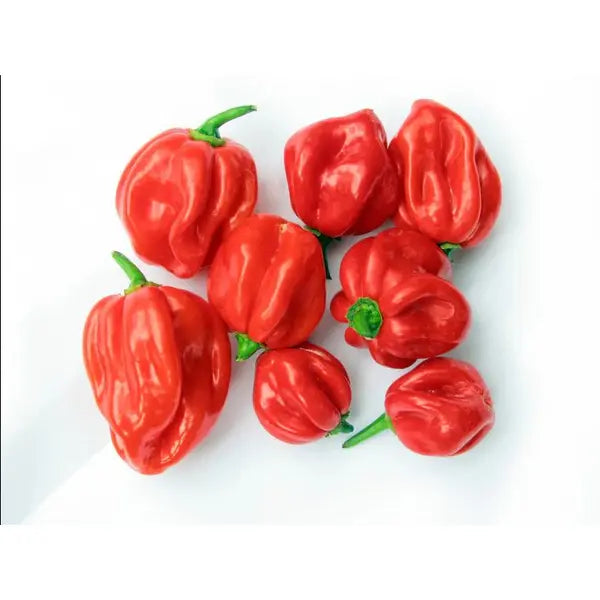 Fresh red Scotch bonnet hot peppers for Caribbean cooking