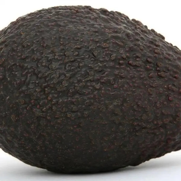 Fresh ripe avocado whole fruit on clean white background