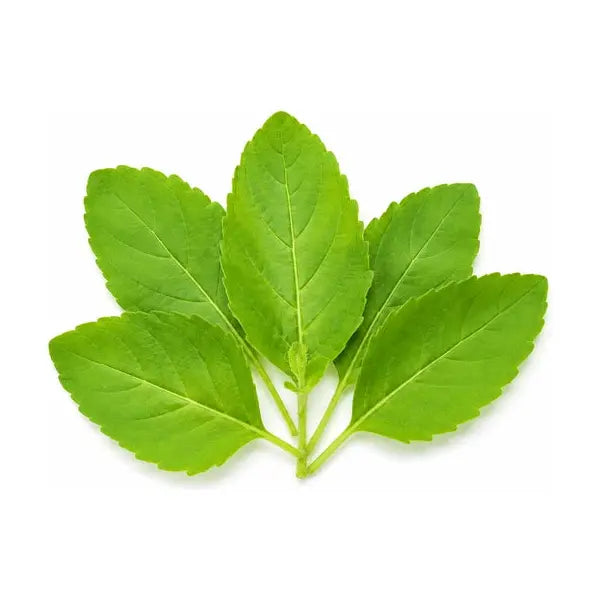 Fresh Tulsi holy basil leaves pack of five