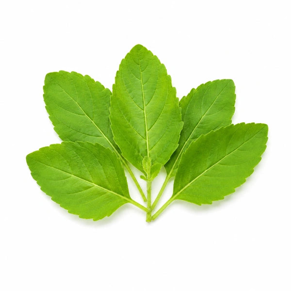 Fresh Tulsi Leaves - 5pcs