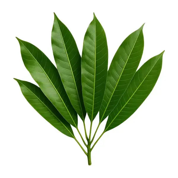 Fresh mango leaves pack of 10 for pooja rituals