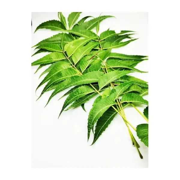 Fresh neem leaves 100g bunch