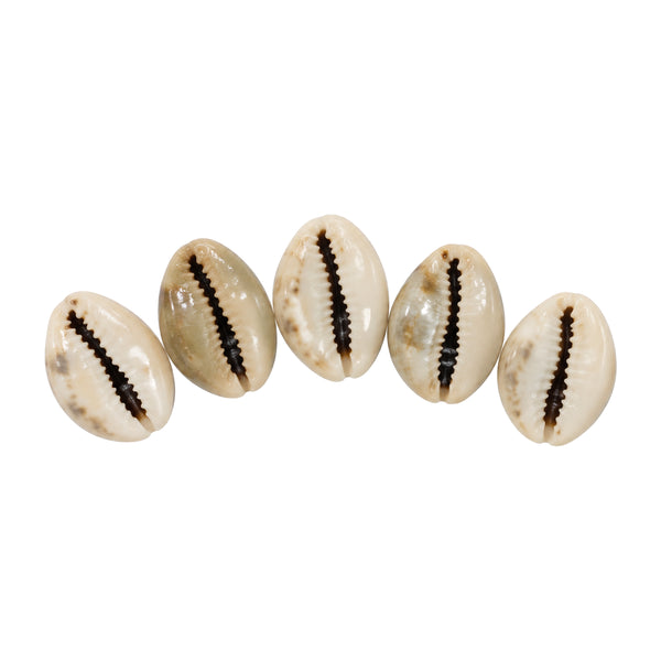 Five natural Pooja Shankh Kaudi shells arranged on white background