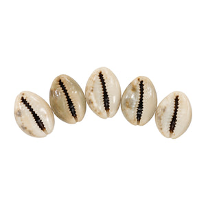Five natural Pooja Shankh Kaudi shells arranged on white background