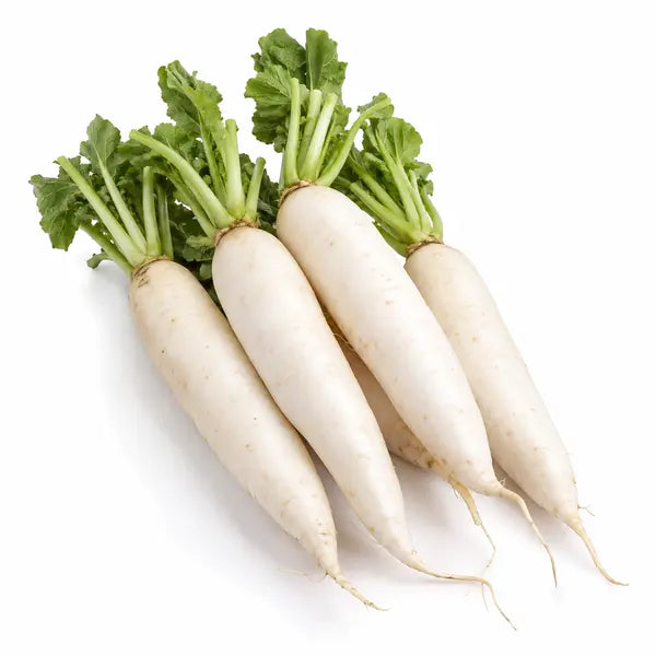 Fresh white mooli radishes on a white background