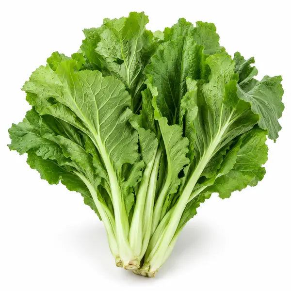 Fresh mustard leaf saag bunch on a white background