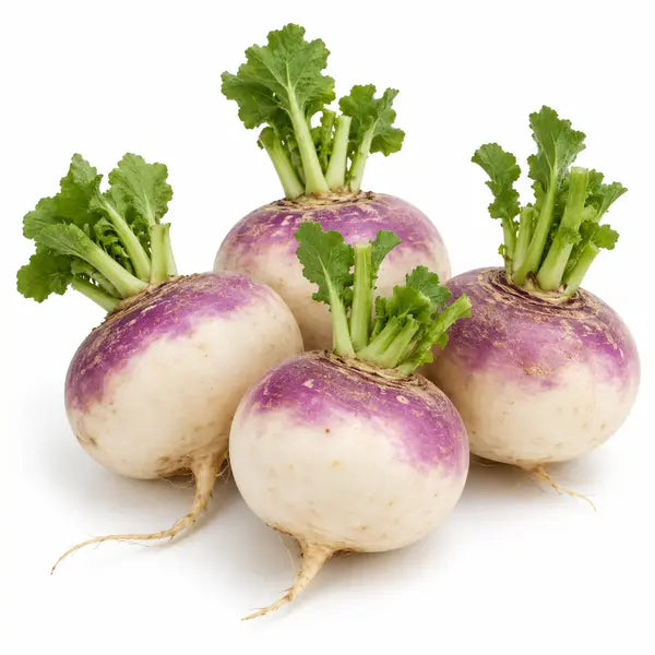 Fresh turnips with green tops on a white background