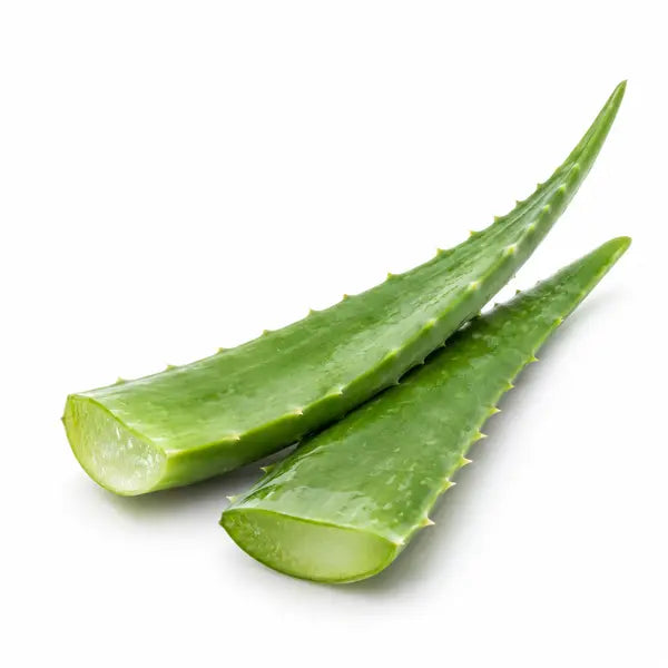 Fresh aloe vera stems on a white background