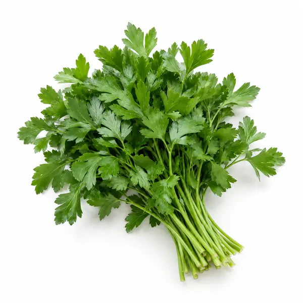 Fresh parsley bunch on a white background