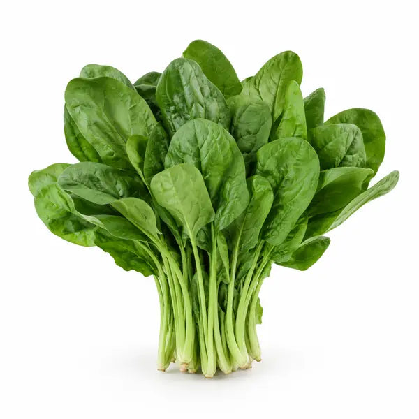 Fresh spinach bunch on a white background