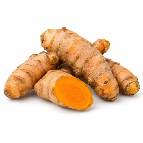 Fresh turmeric roots on a white background