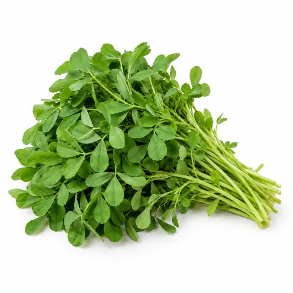 Fresh methi fenugreek leaves on a white background