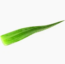 Fresh Aloe Vera Stem